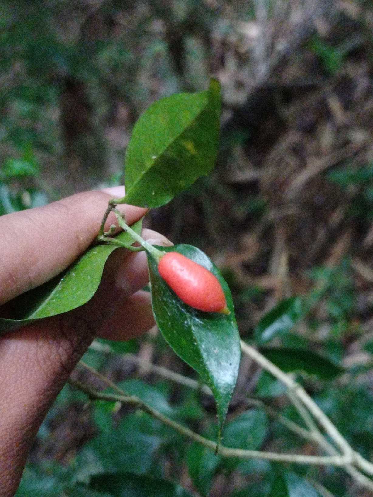 Murraya sumatrana