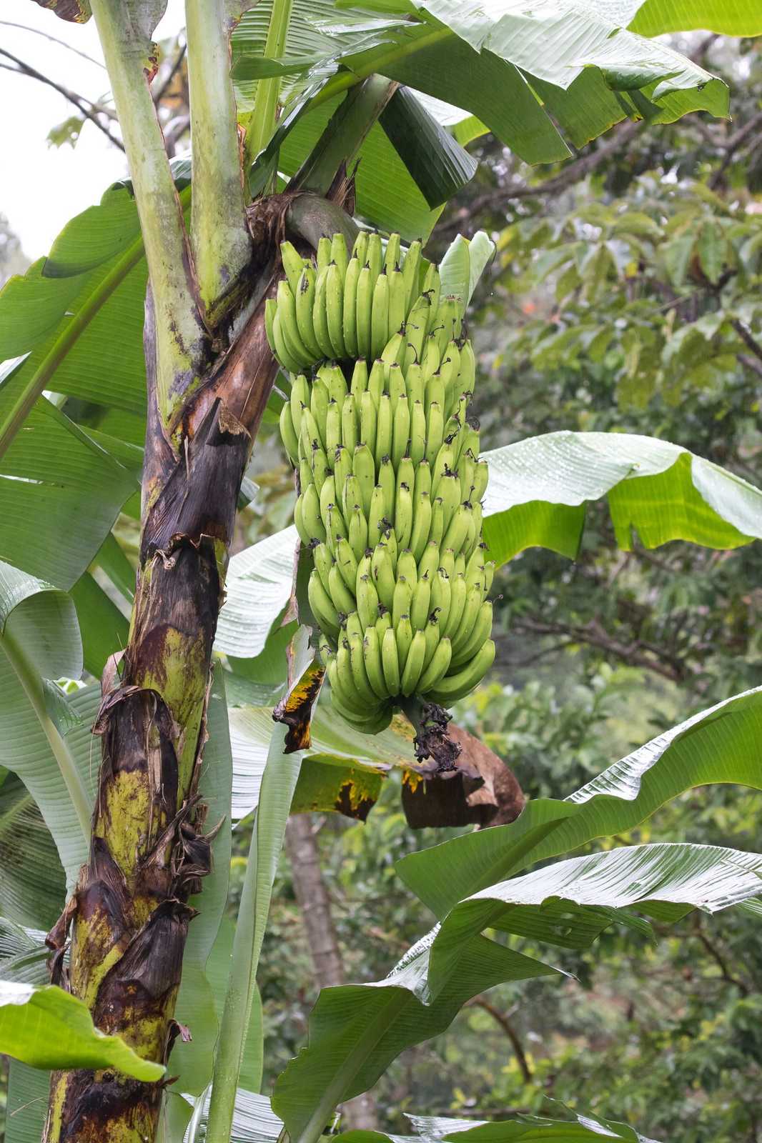 Musa acuminata