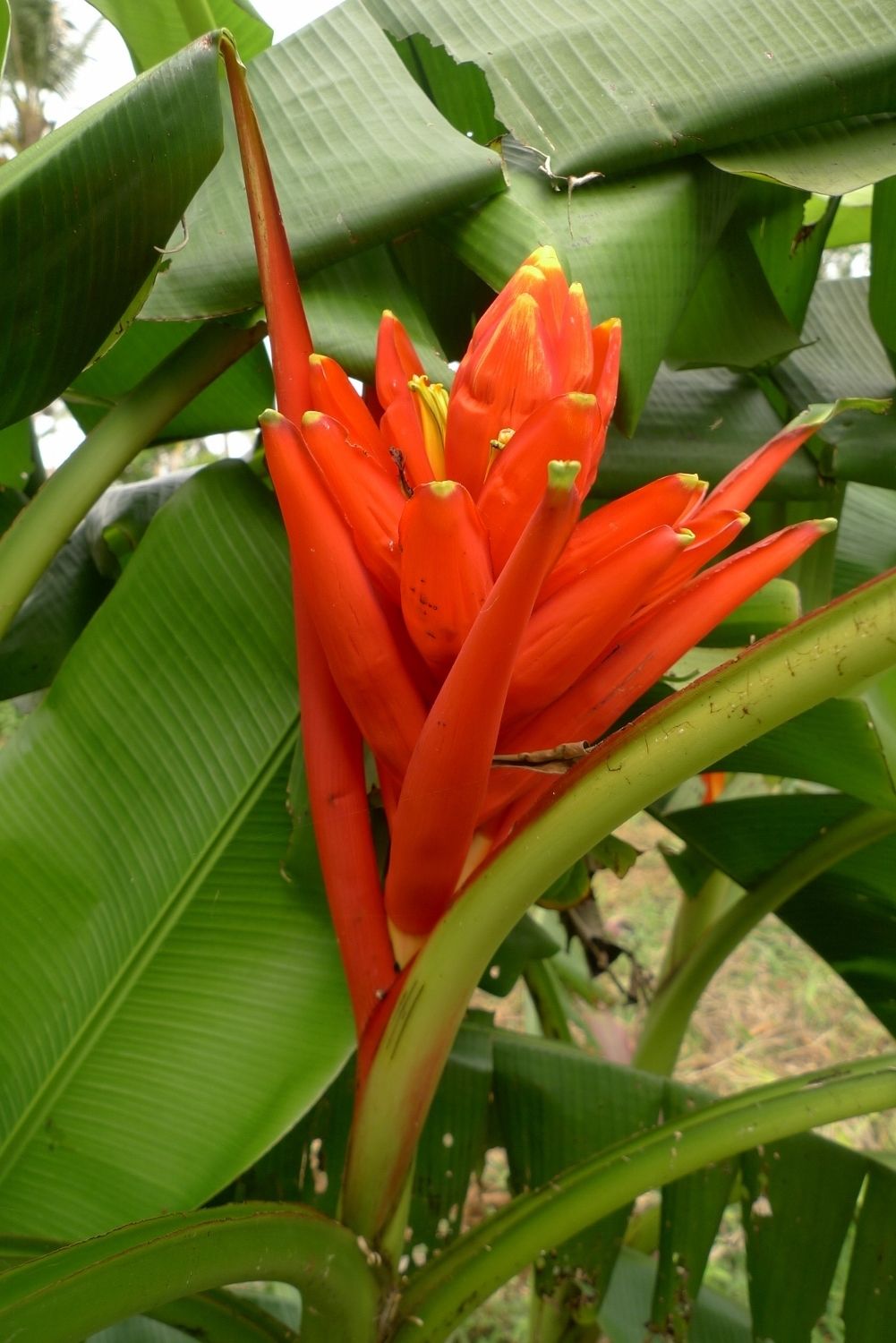 Musa coccinea