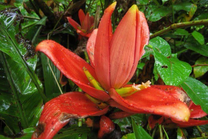 Musa rubra