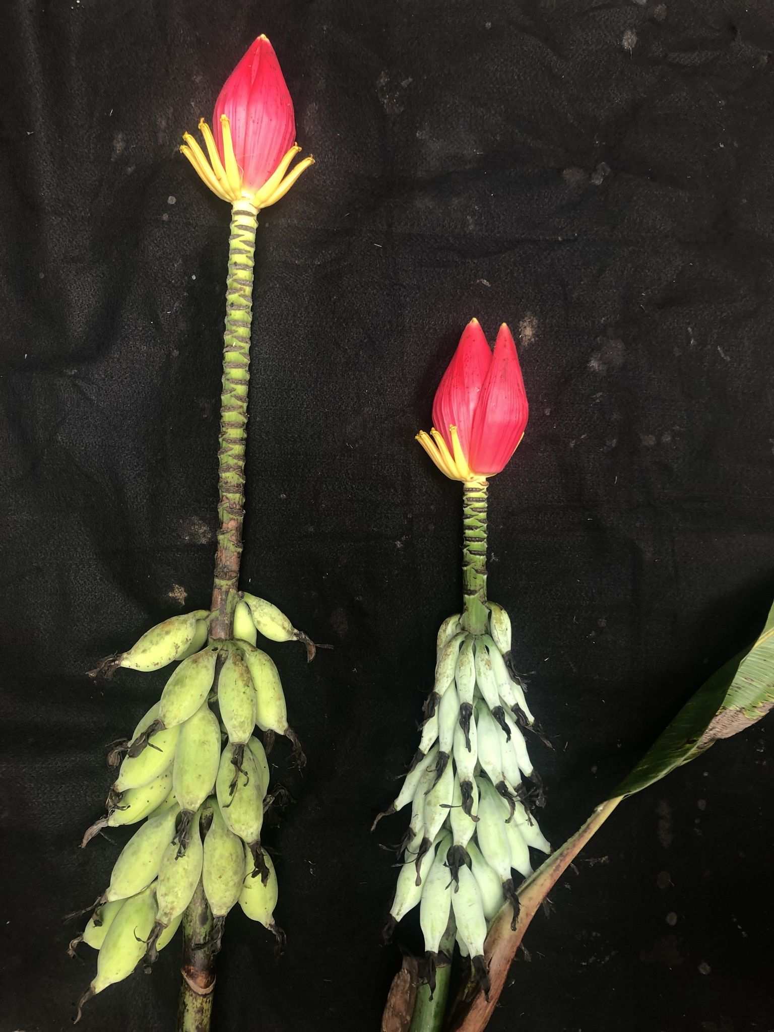 Musa sp.
