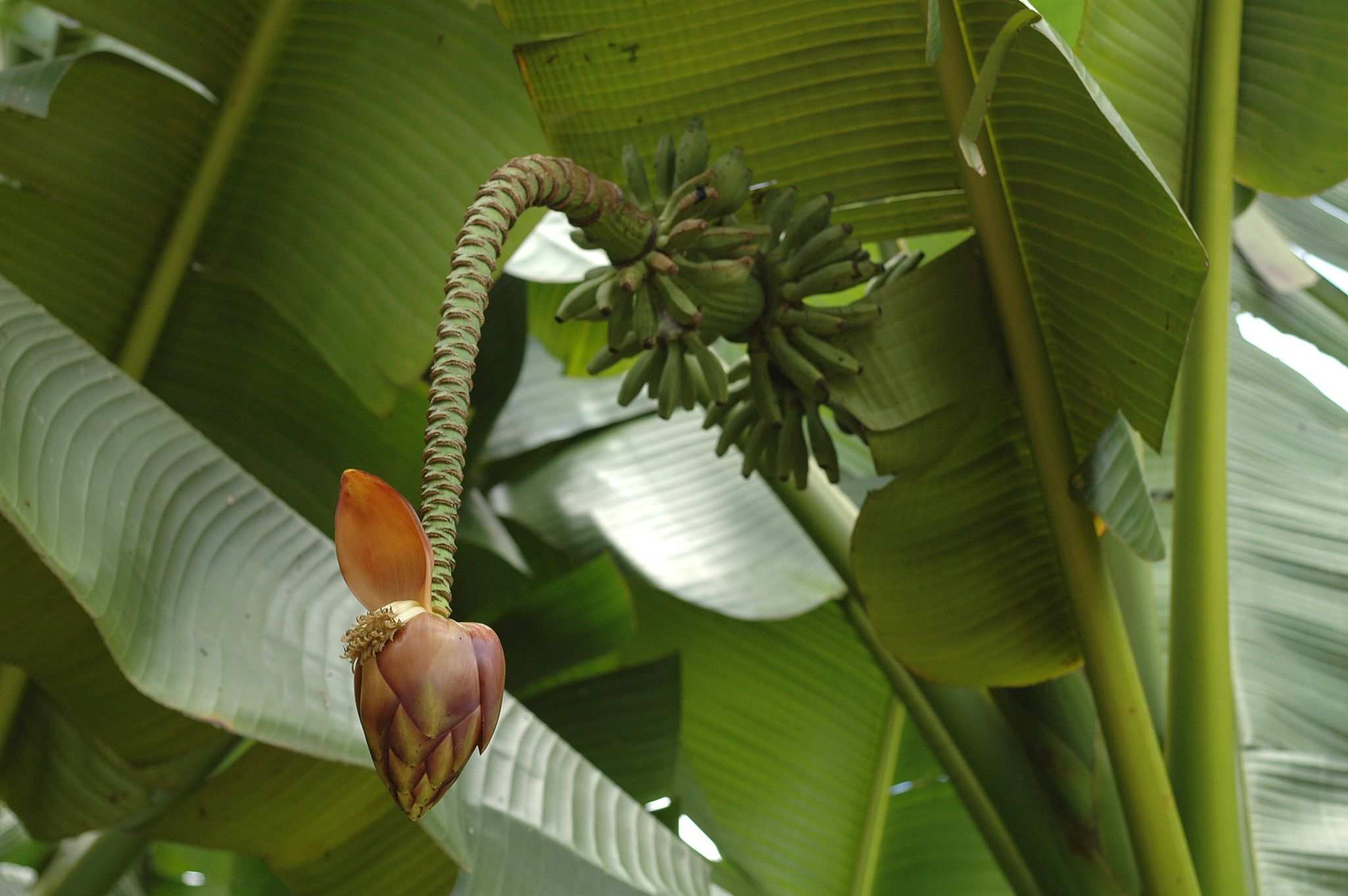 Musa textilis