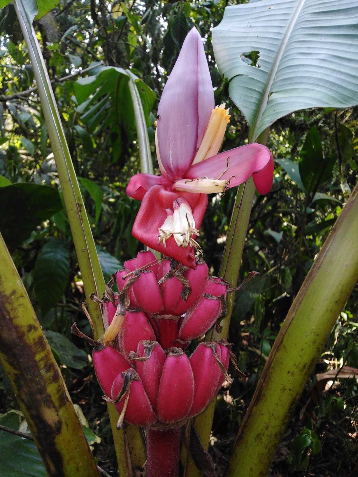 Musa velutina