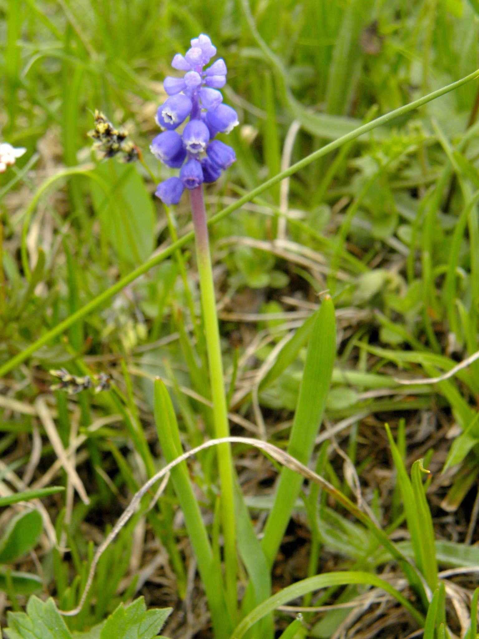 Muscari botryoides