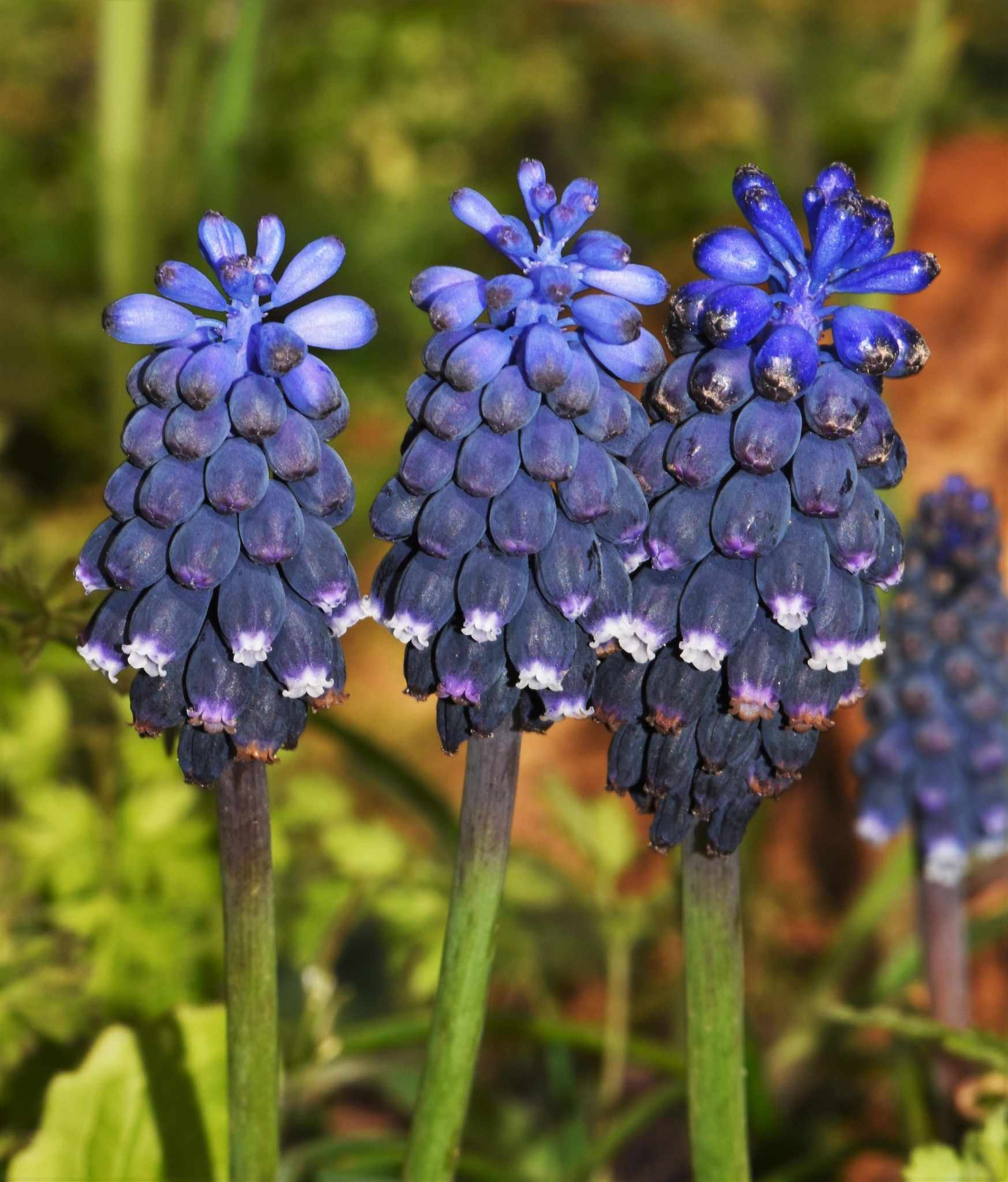 Muscari racemosum