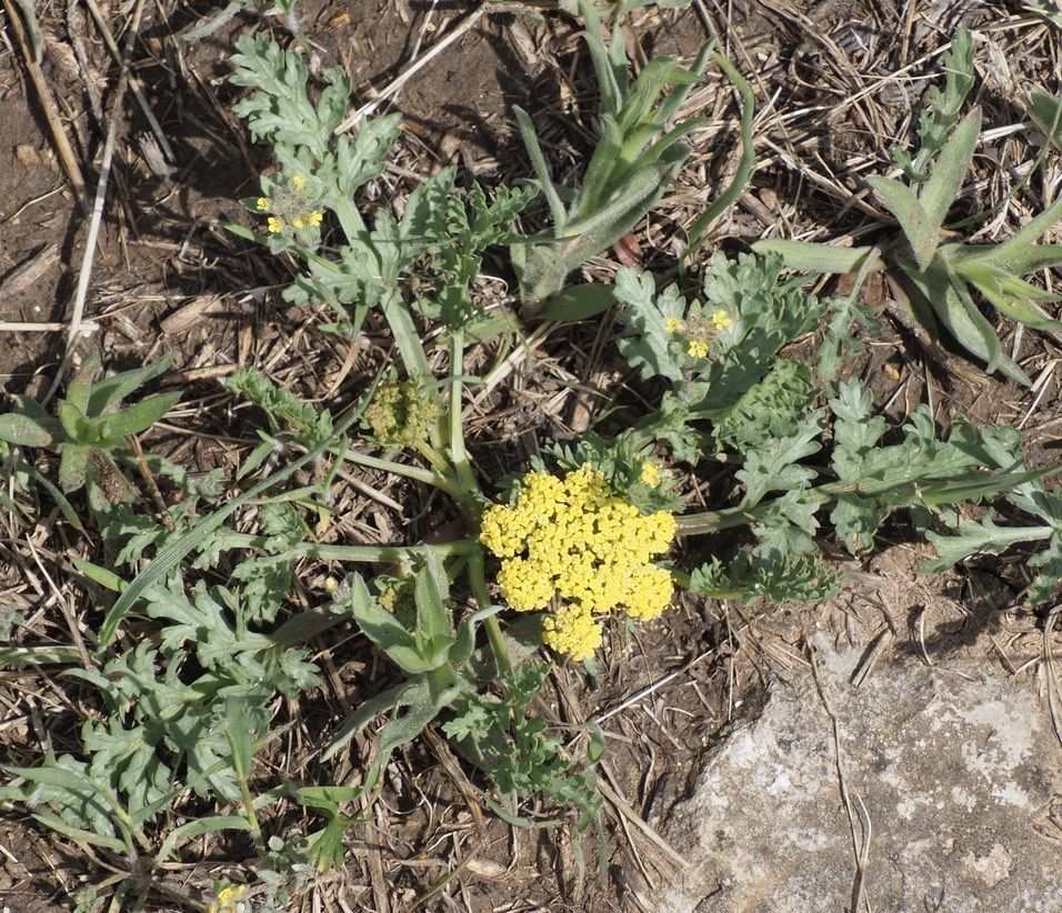 Musineon divaricatum