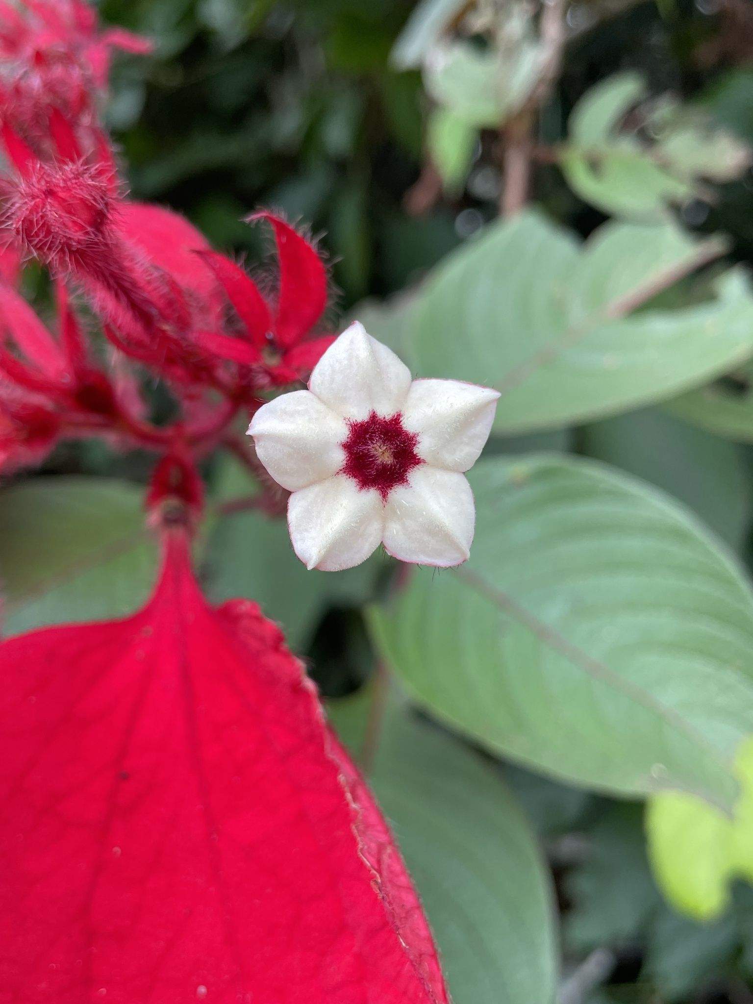 Mussaenda erythrophylla