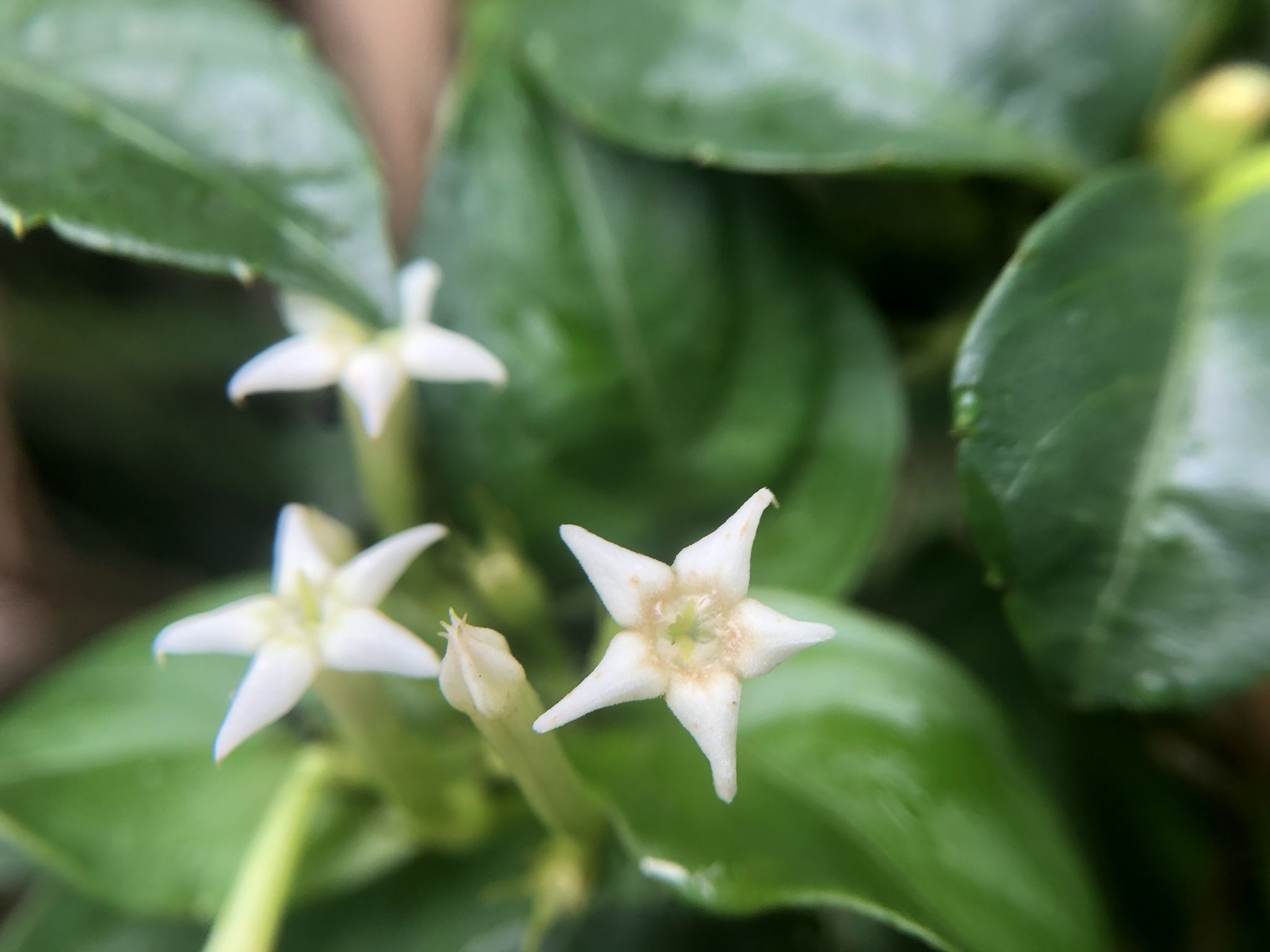 Mussaenda pubescens