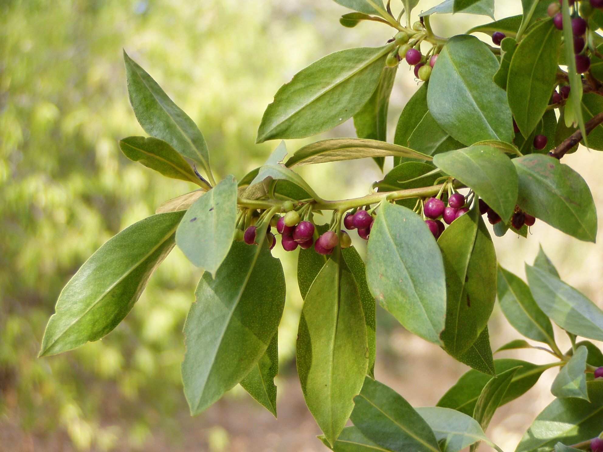 Myoporum