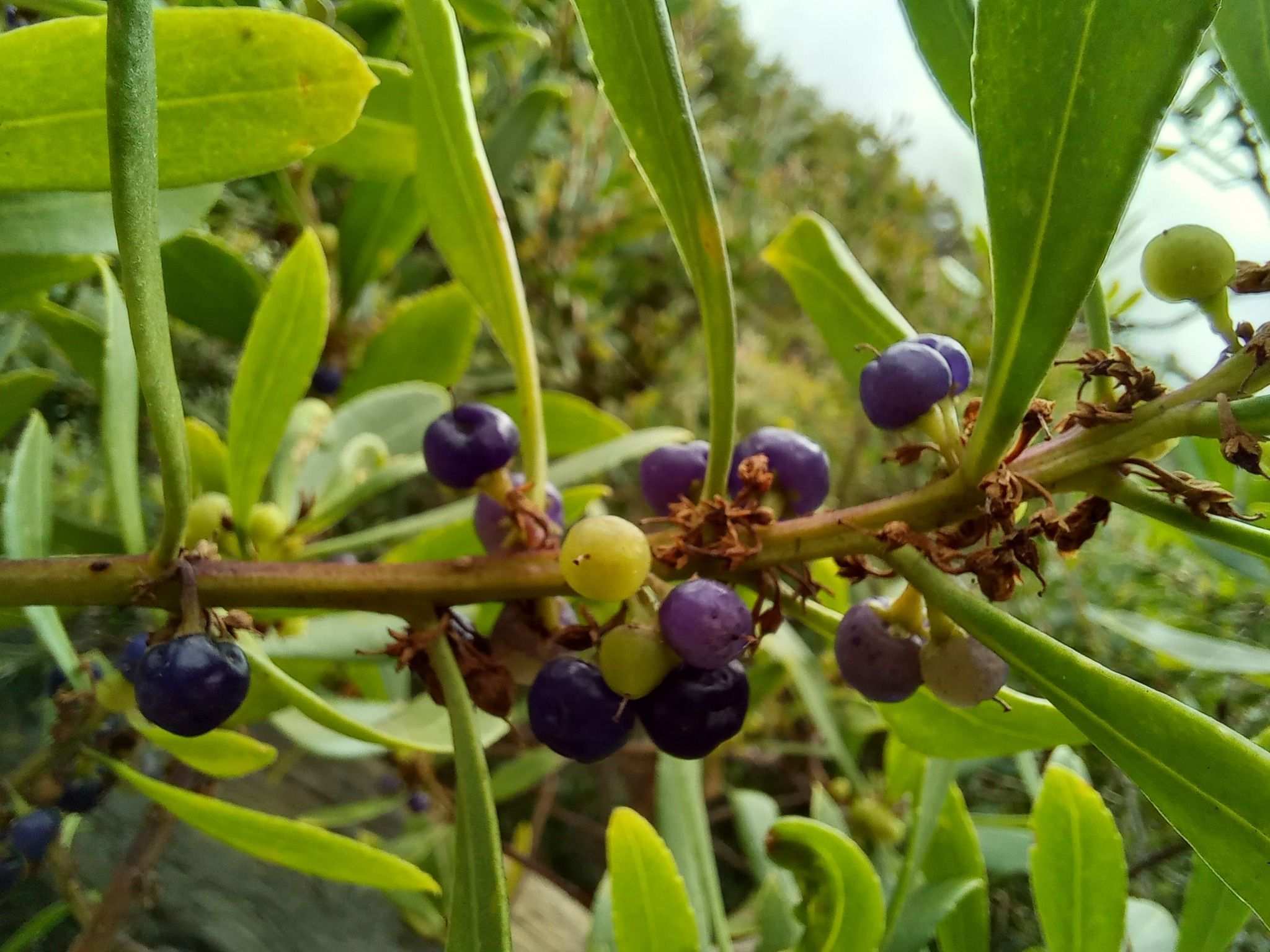 Myoporum insulare