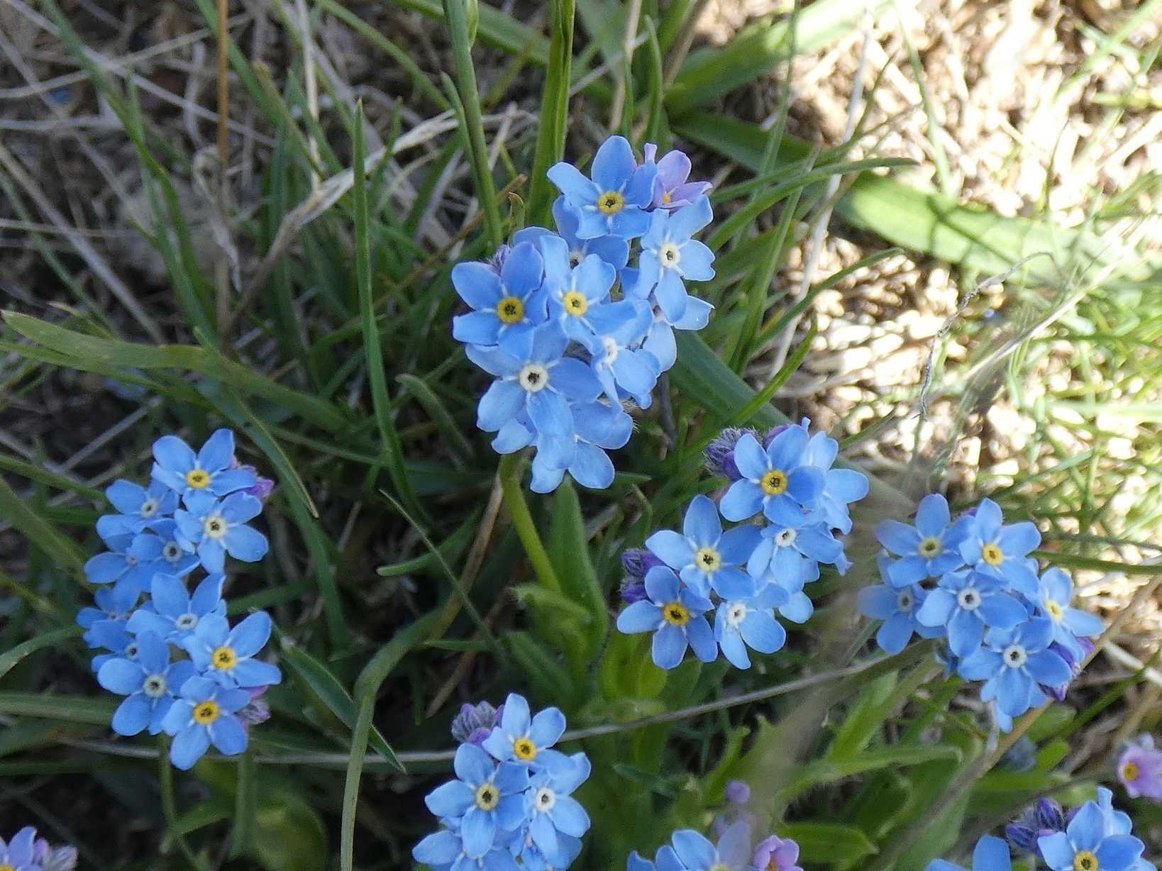 Myosotis alpestris