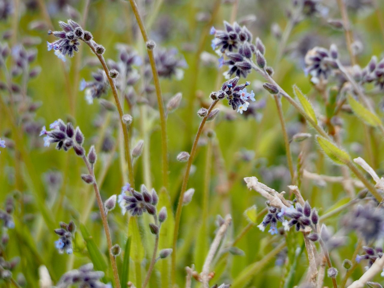 Myosotis discolor
