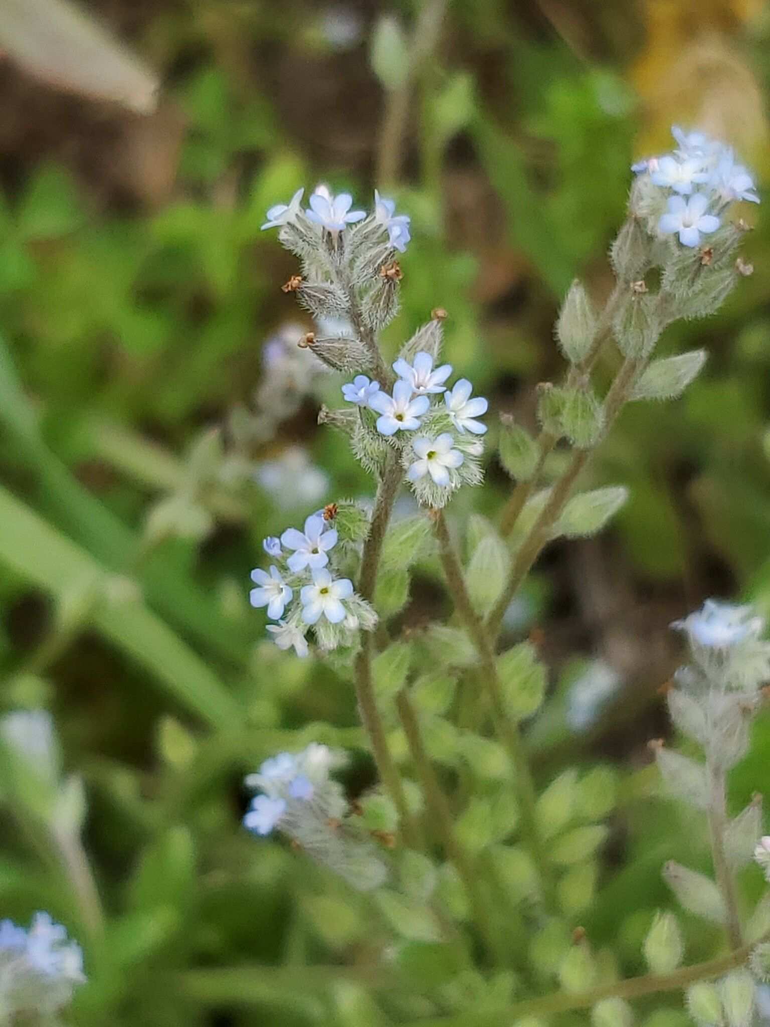 Myosotis stricta