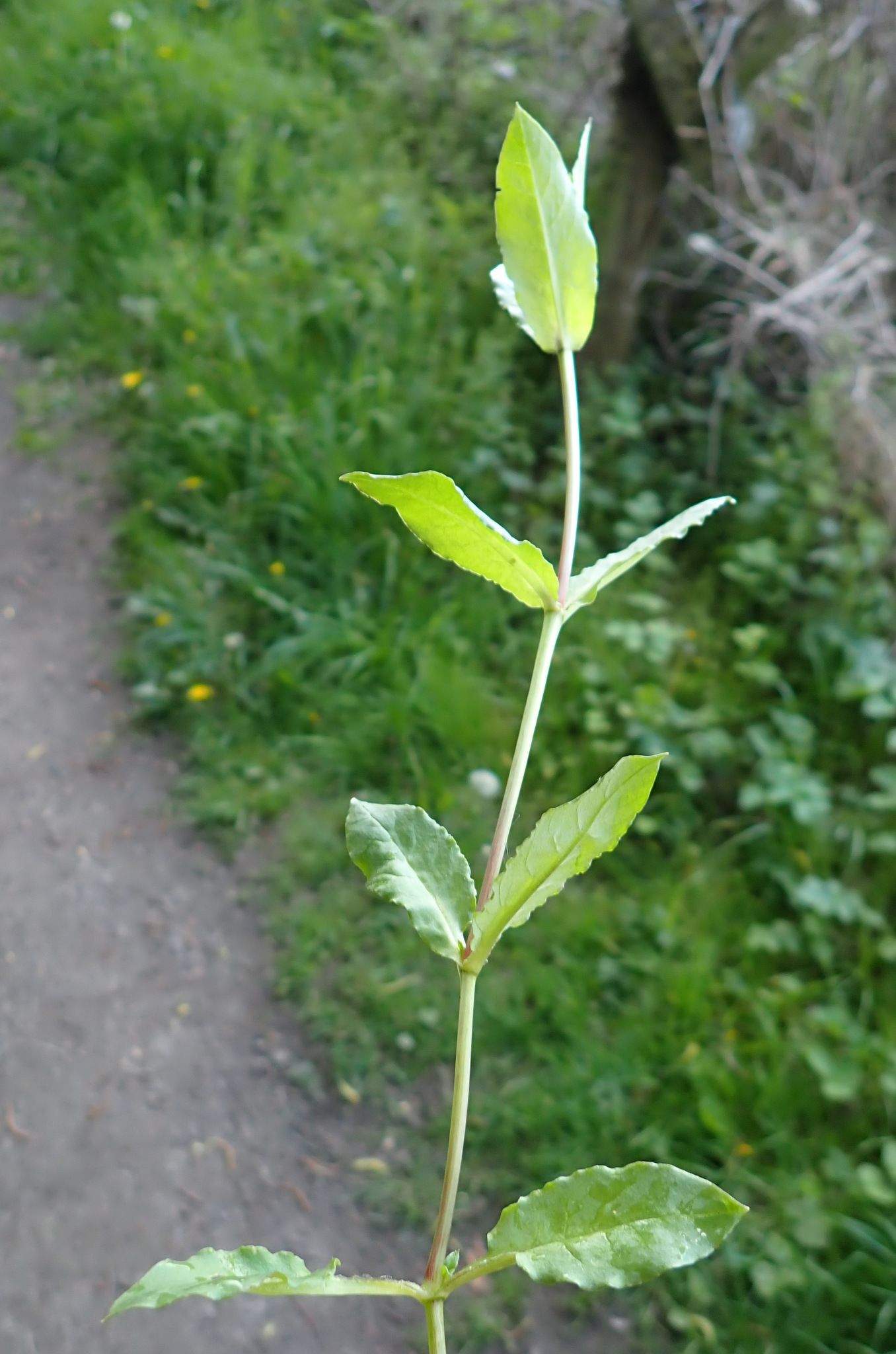 Myosoton aquaticum