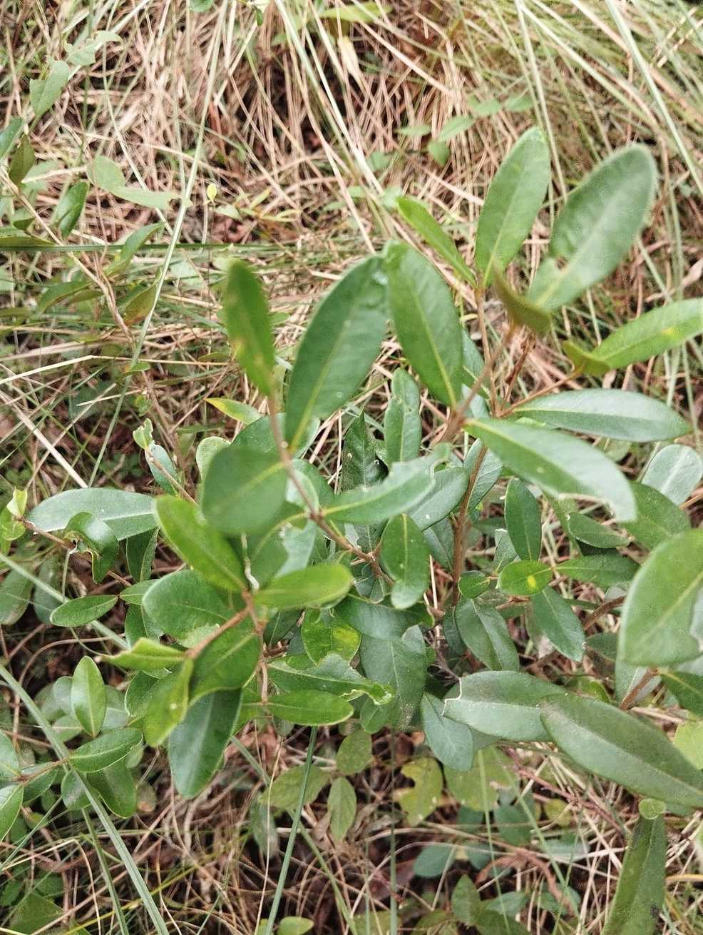 Myrceugenia euosma