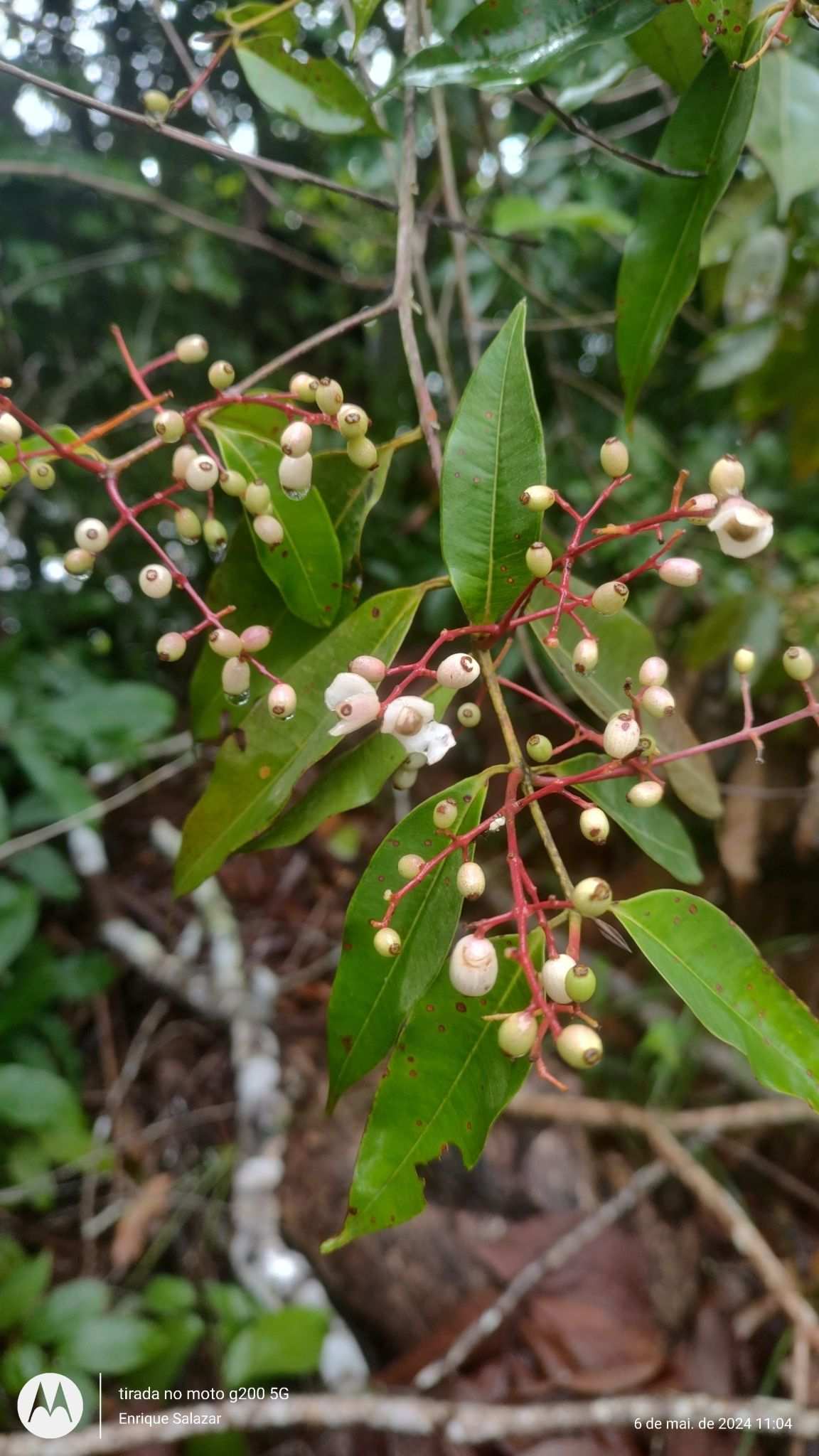 Myrcia splendens