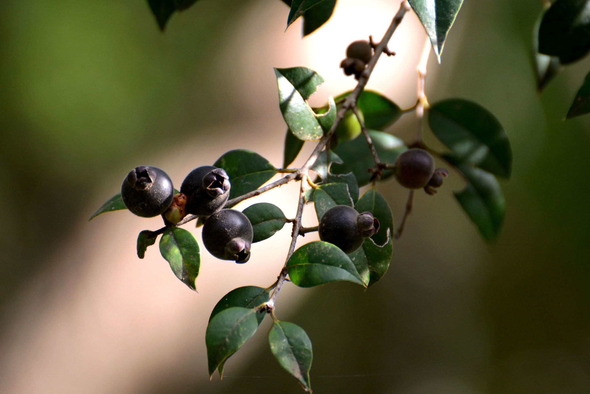 Myrcianthes pungens