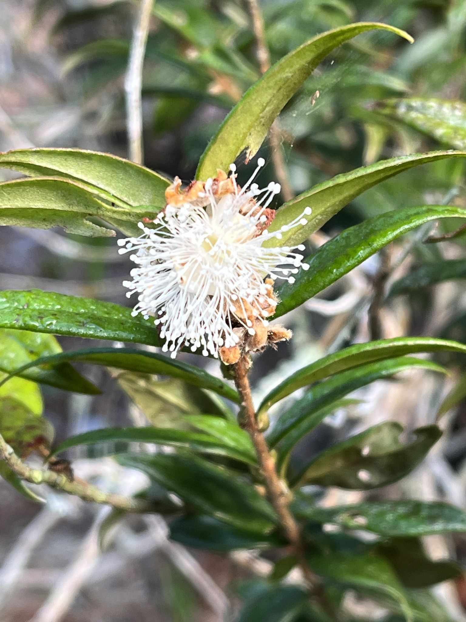 Myrciaria strigipes