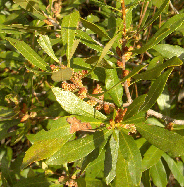 Myrica