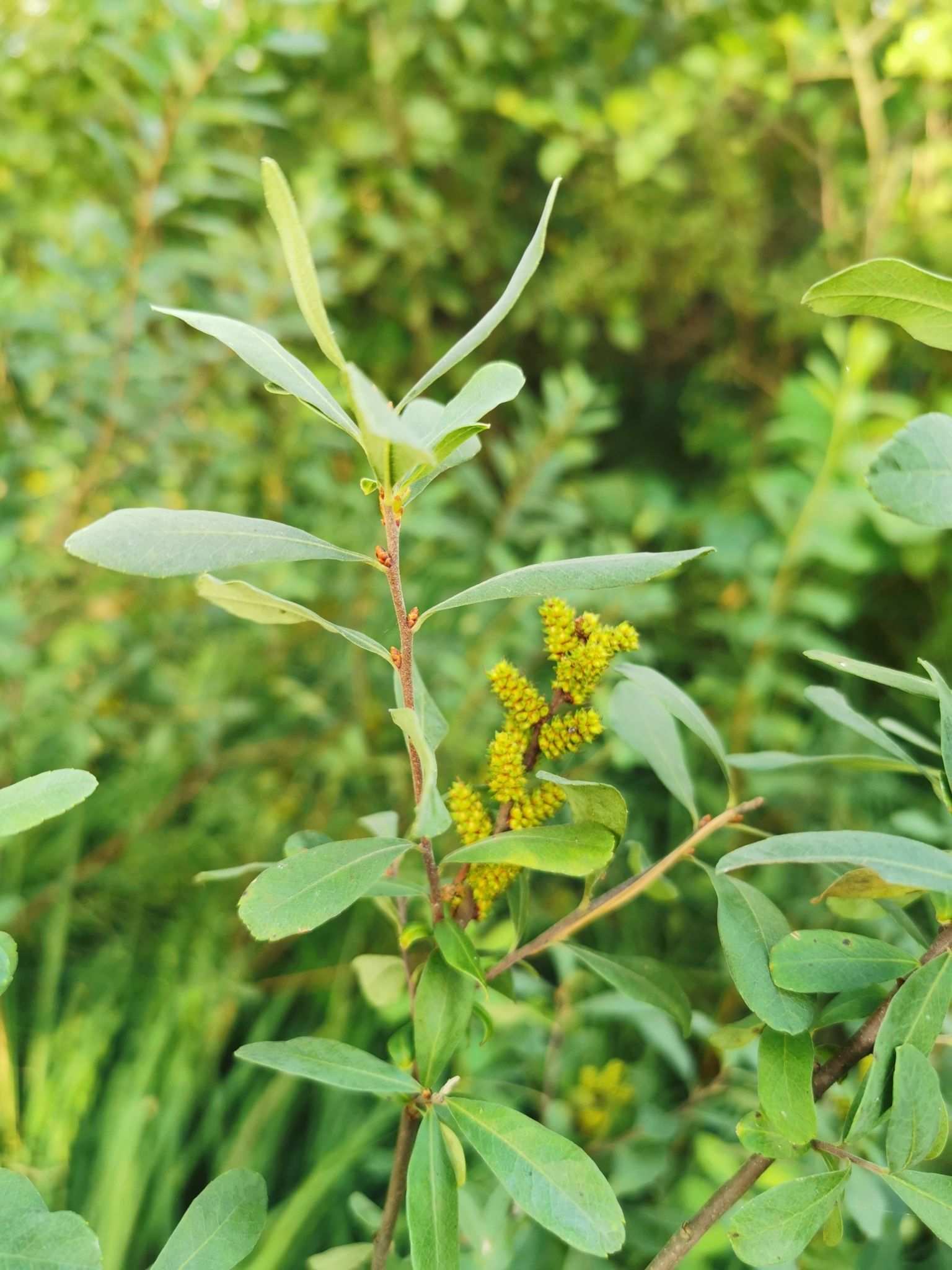 Myrica gale