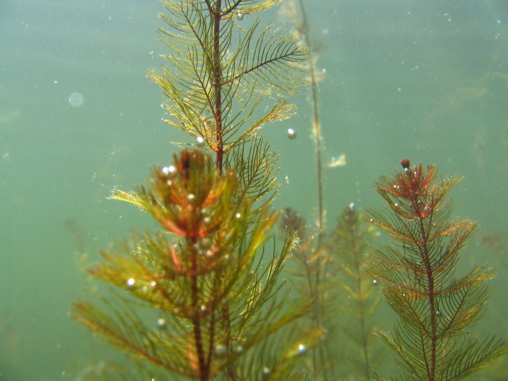 Myriophyllum spicatum