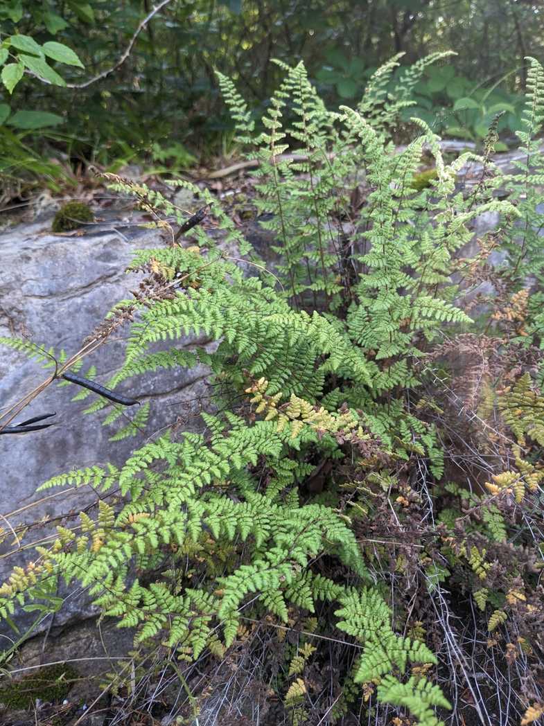 Myriopteris lanosa