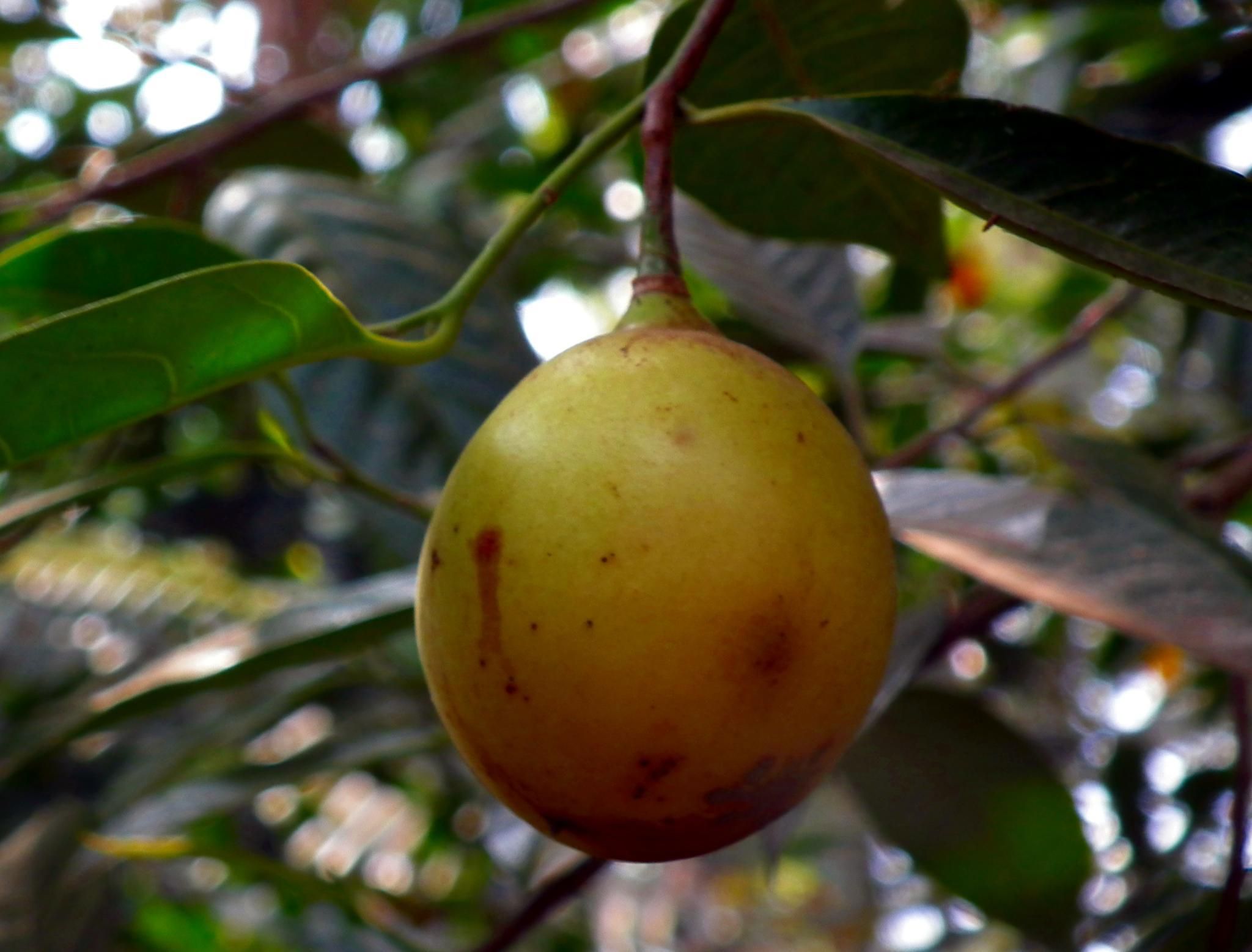 Myristica