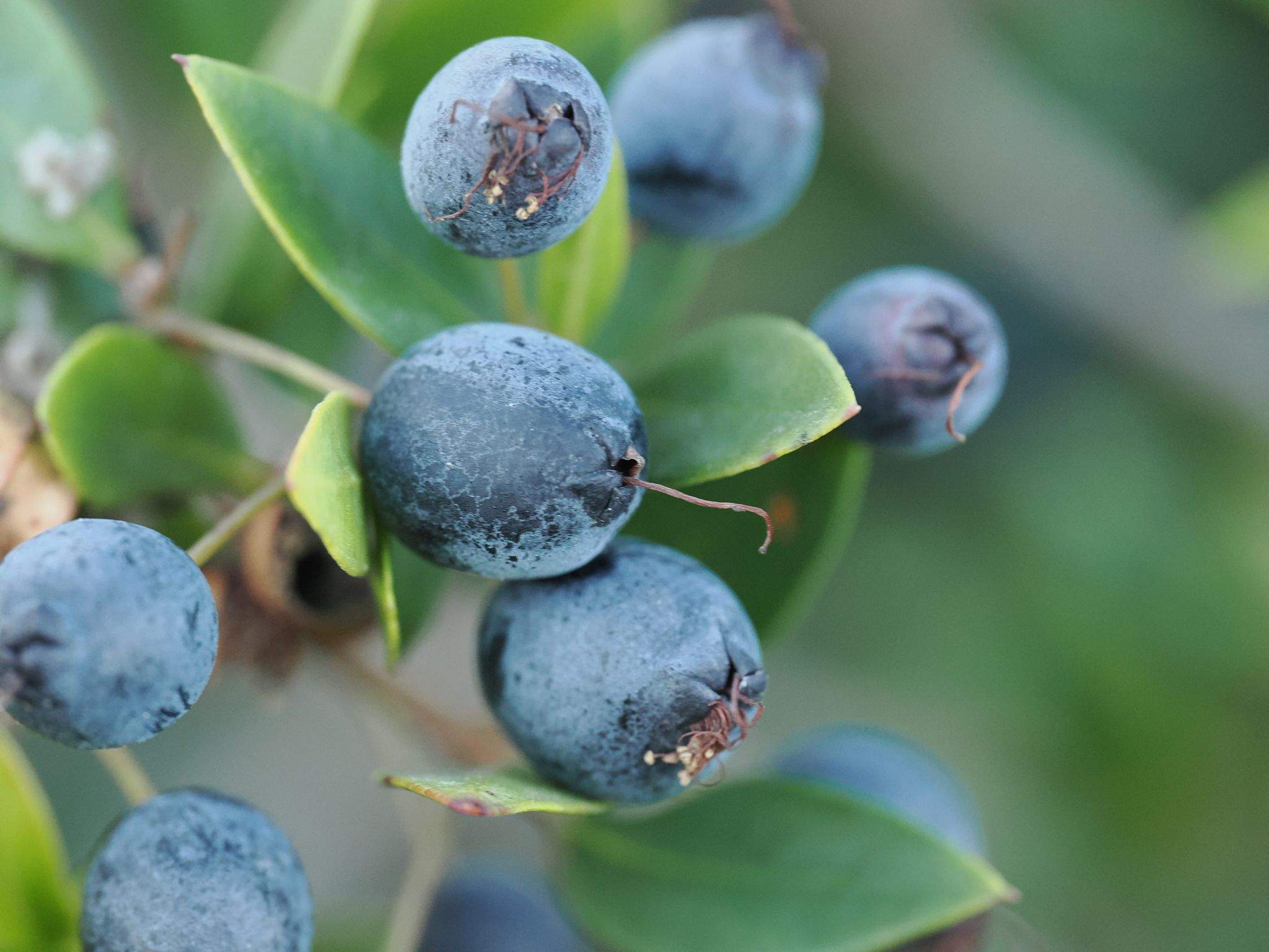 Myrtus
