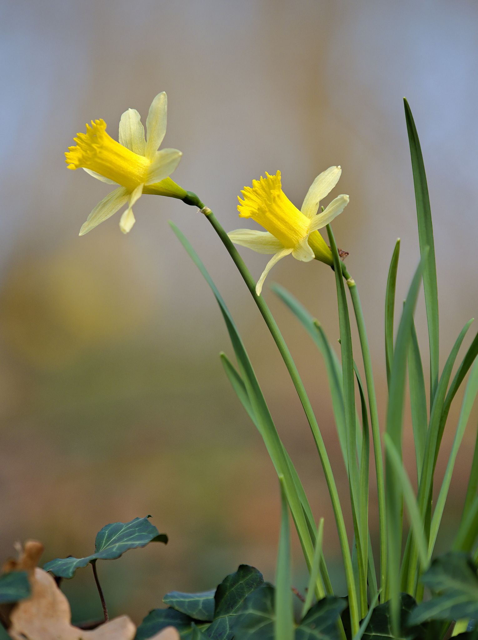 Narcissus