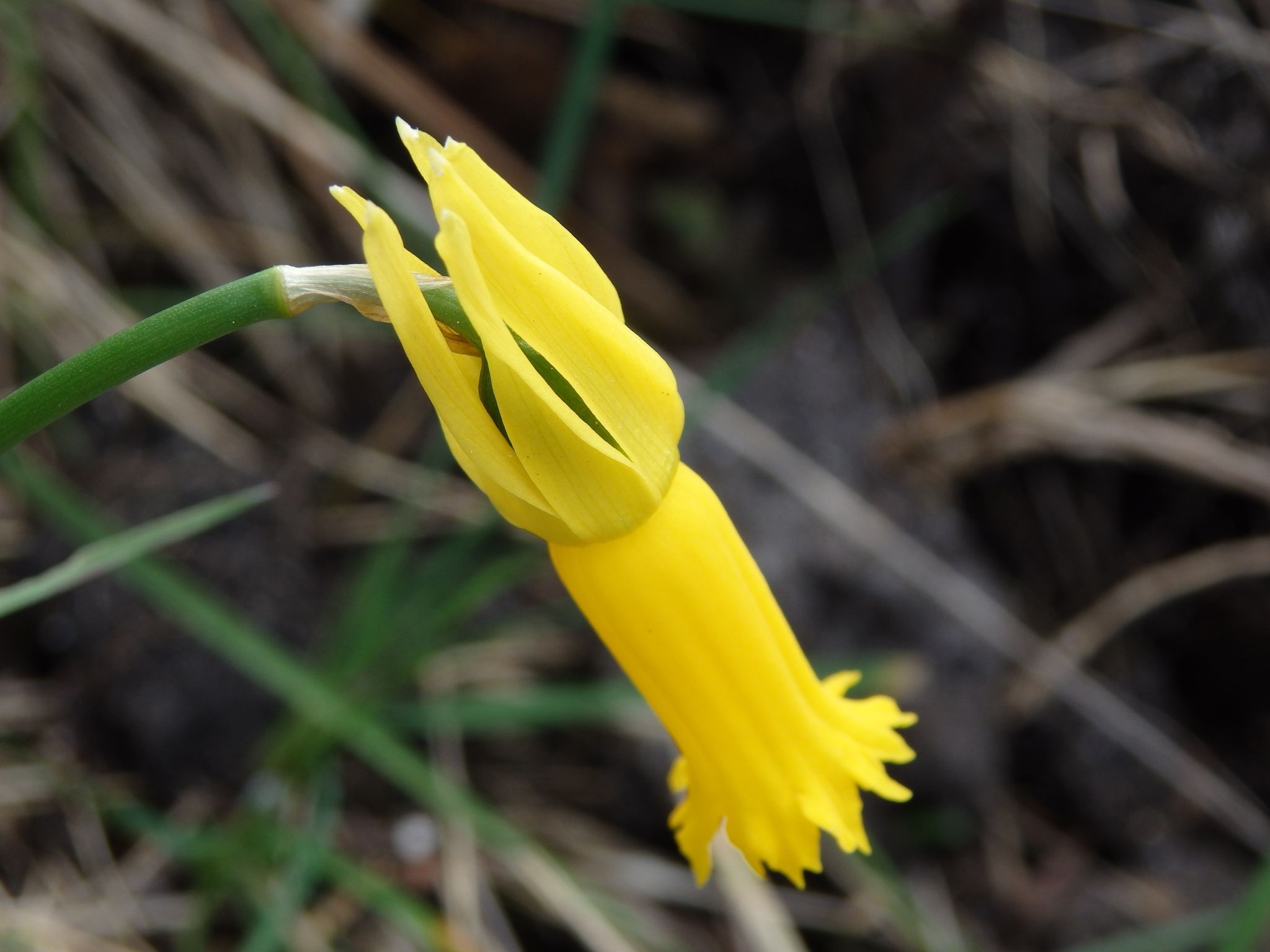 Narcissus cyclamineus
