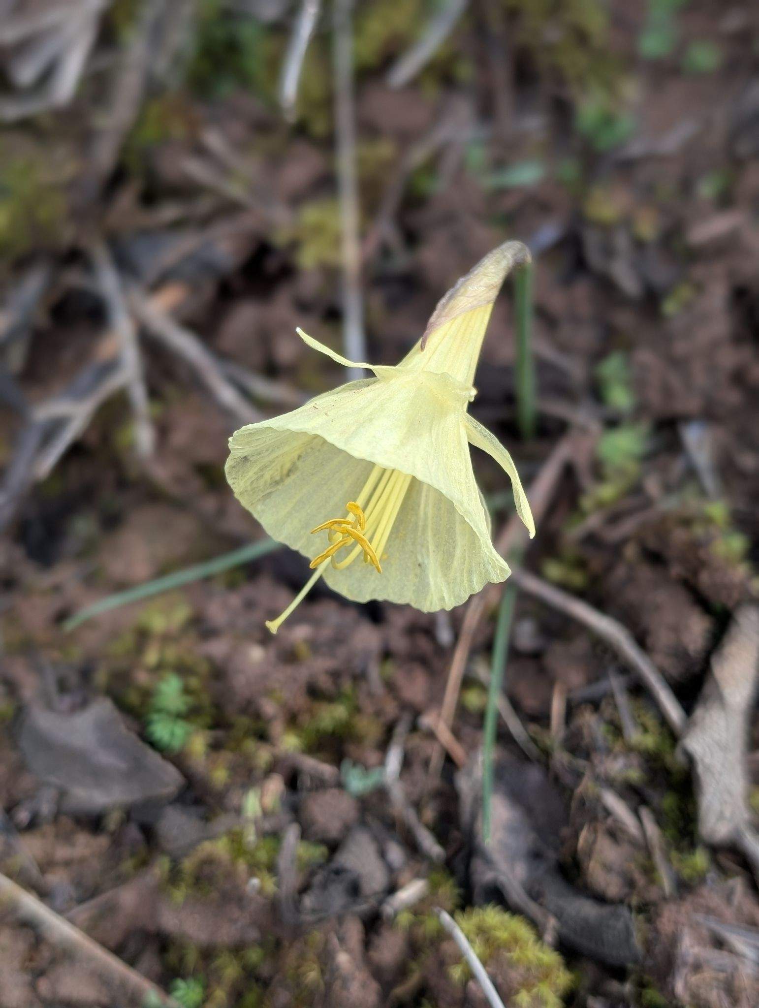 Narcissus romieuxii