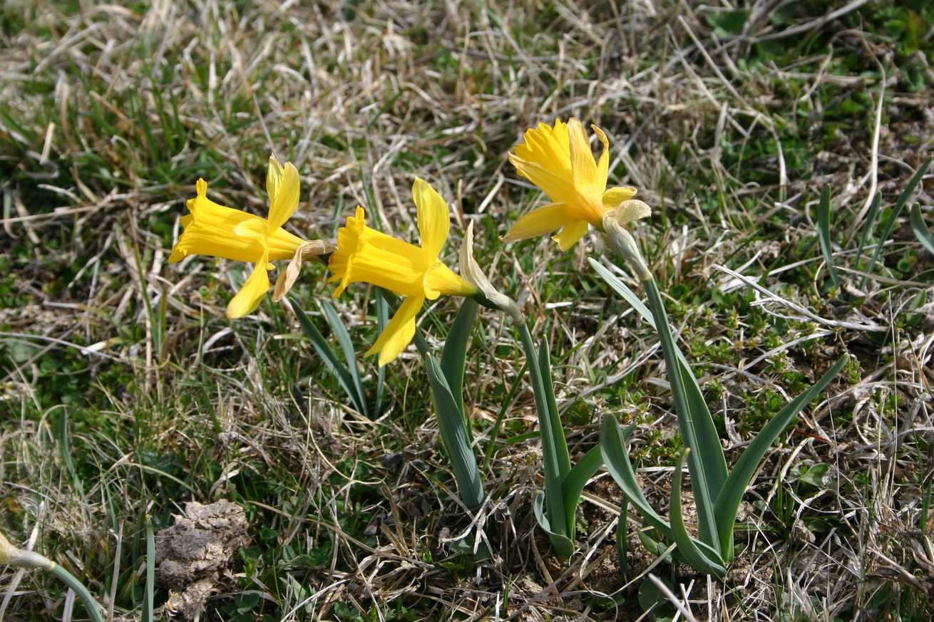 Narcissus sp.