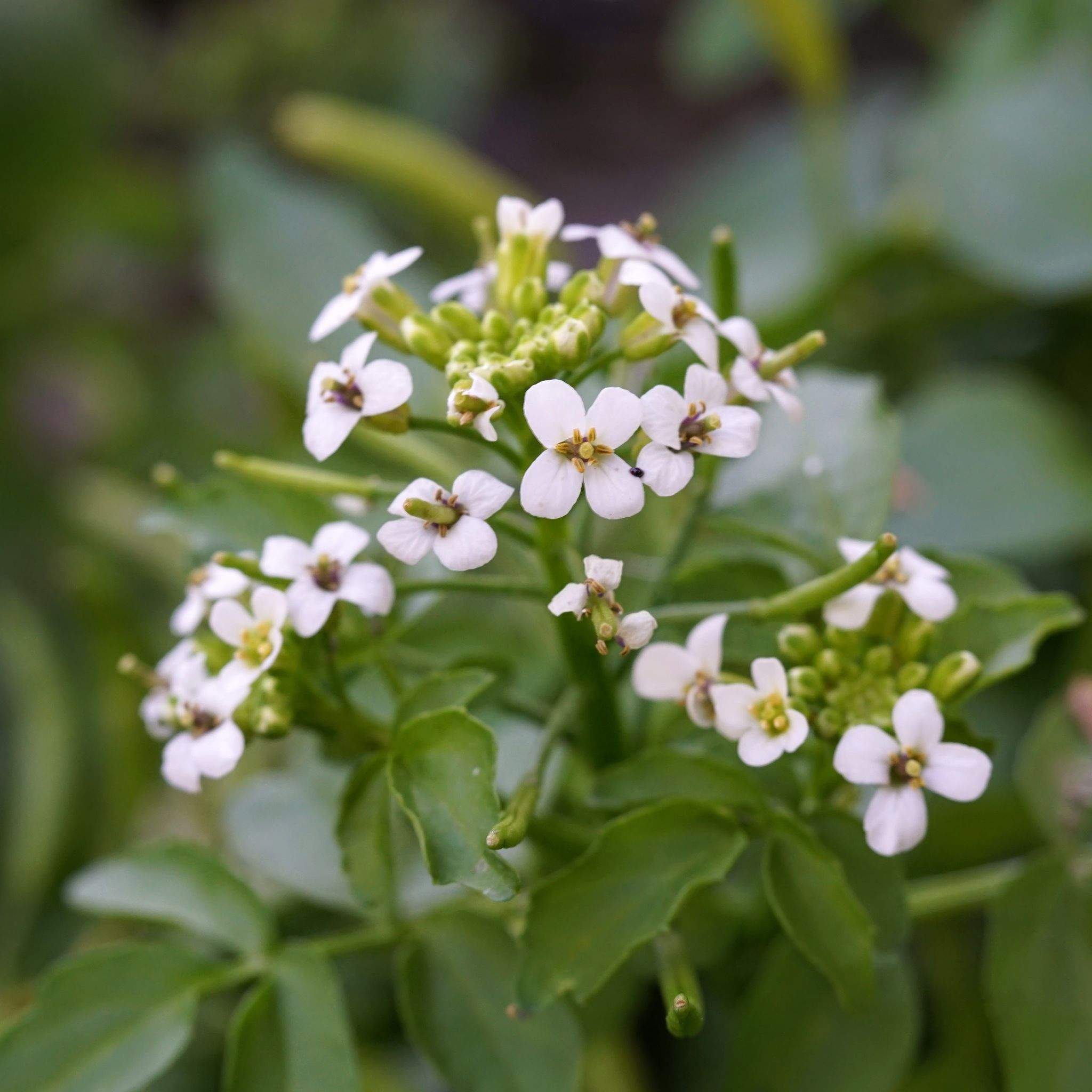 Nasturtium officinale