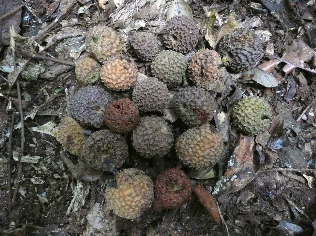 Nauclea diderrichii