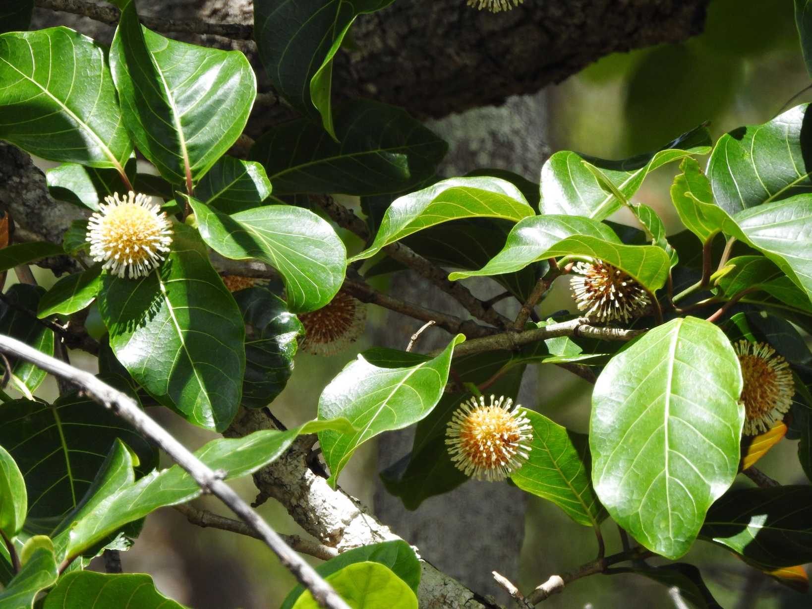 Nauclea orientalis