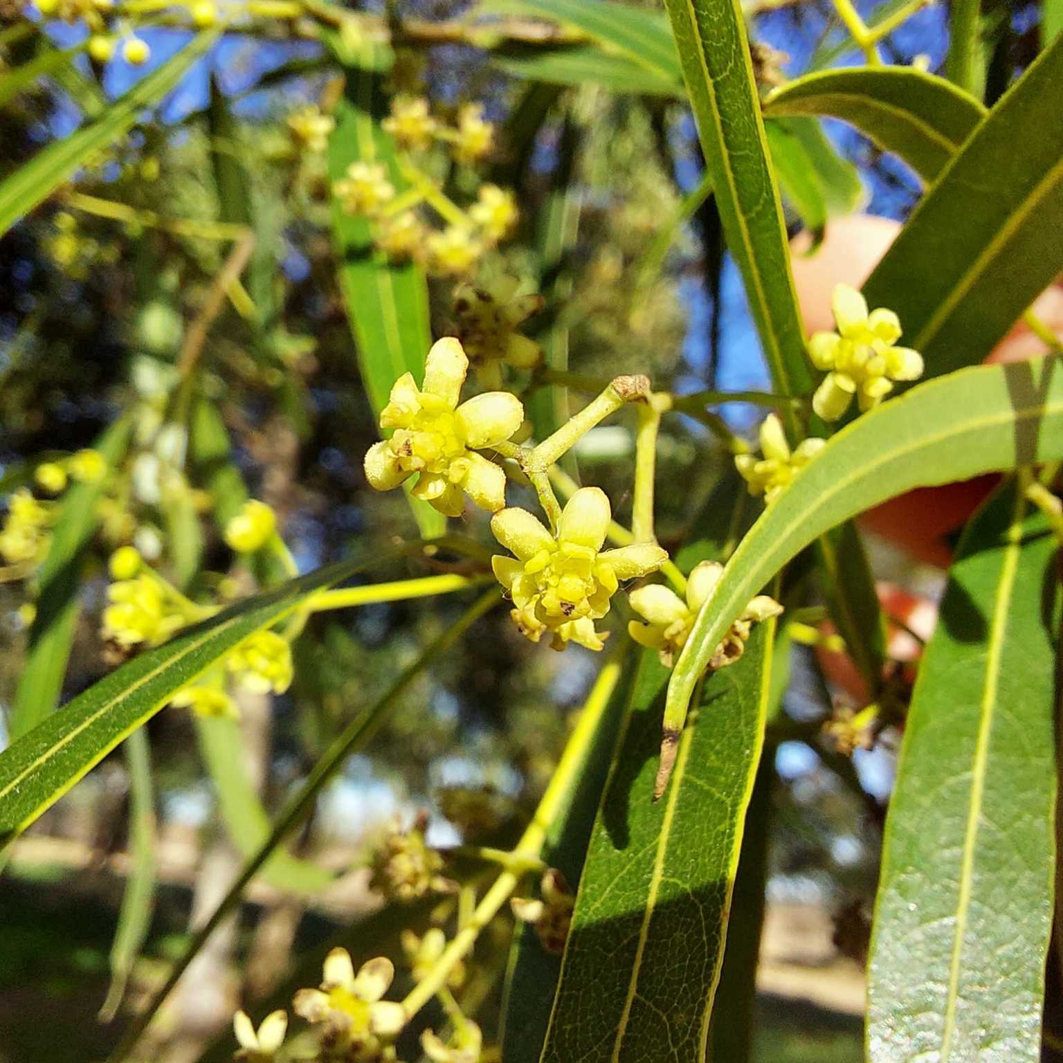 Nectandra megapotamica