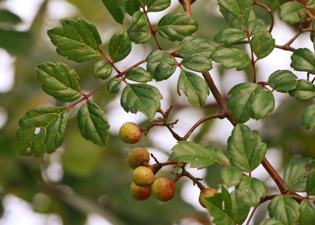 Nekemias arborea