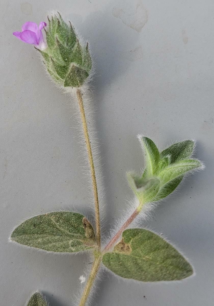 Nelsonia campestris