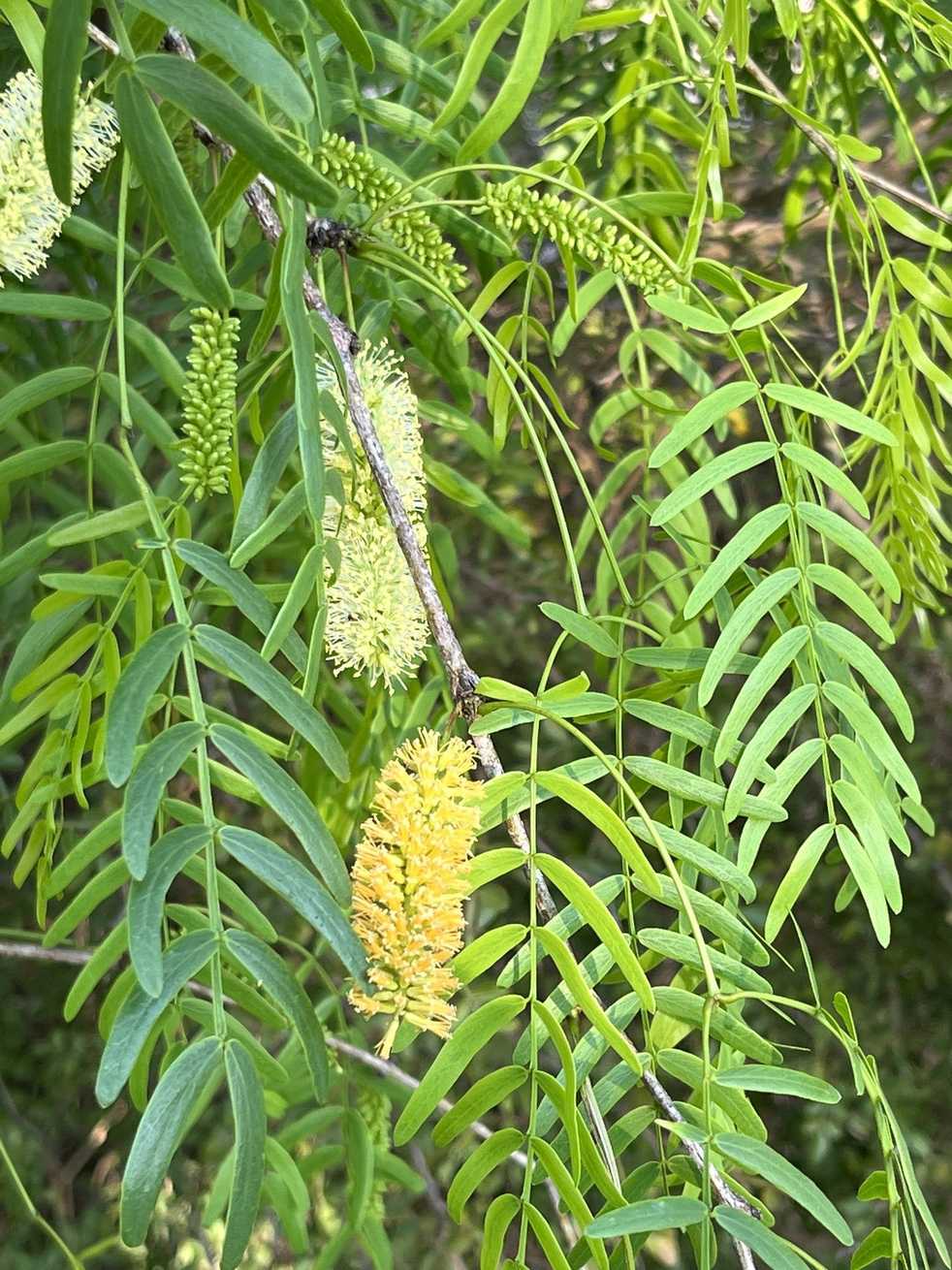 Neltuma glandulosa