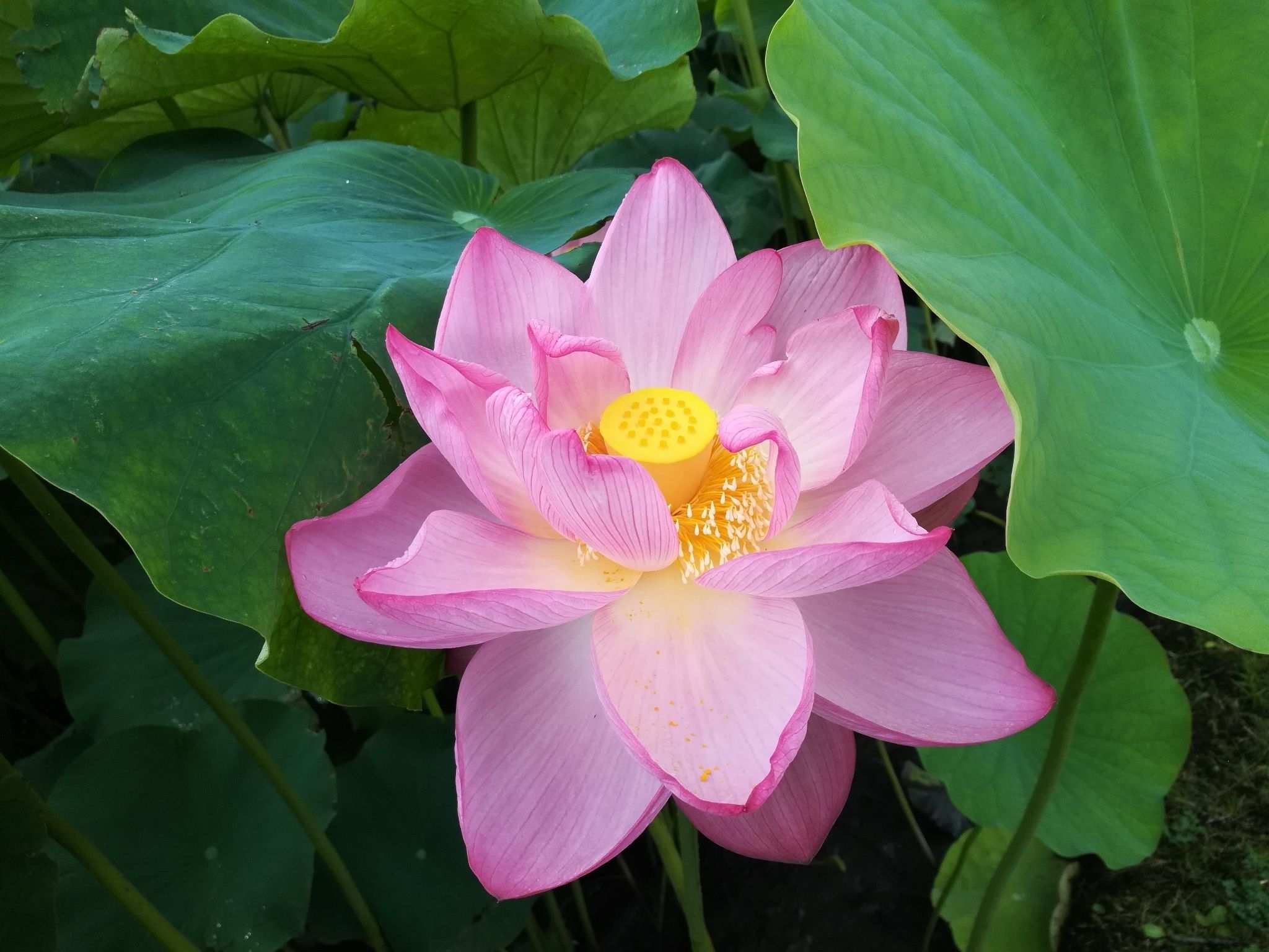 Nelumbo nucifera