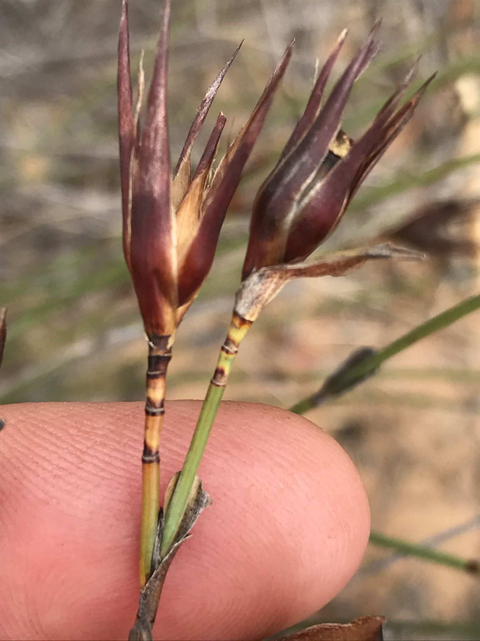Nematanthus