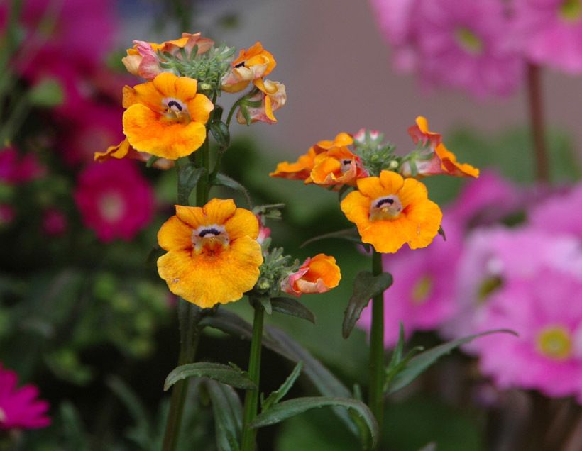 Nemesia strumosa