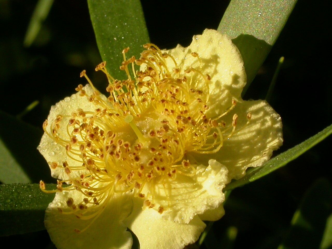 Neofabricia myrtifolia