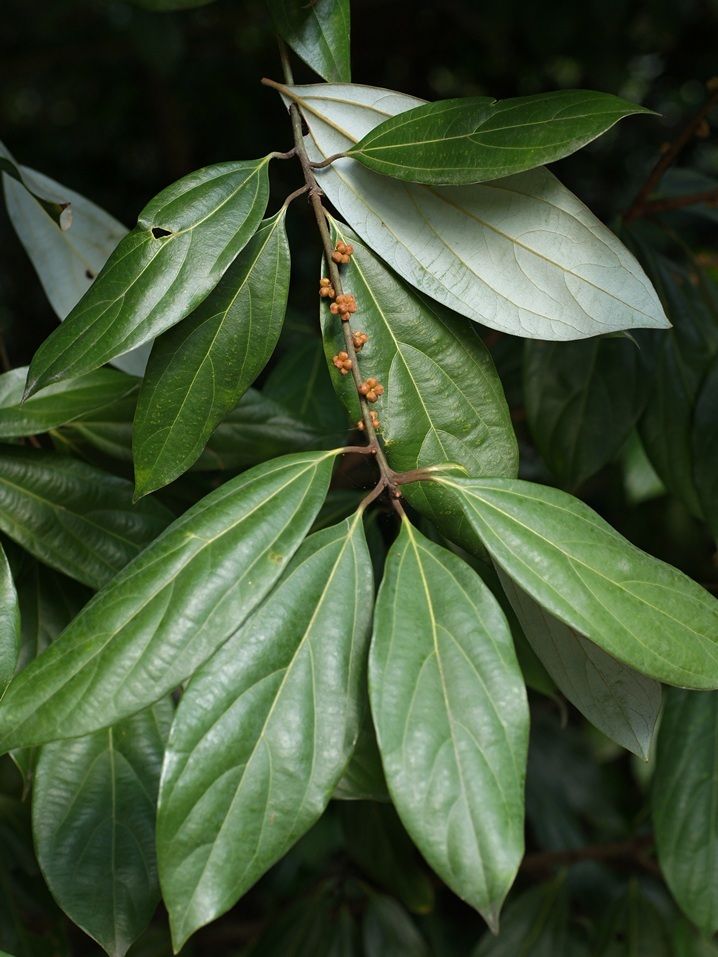 Neolitsea