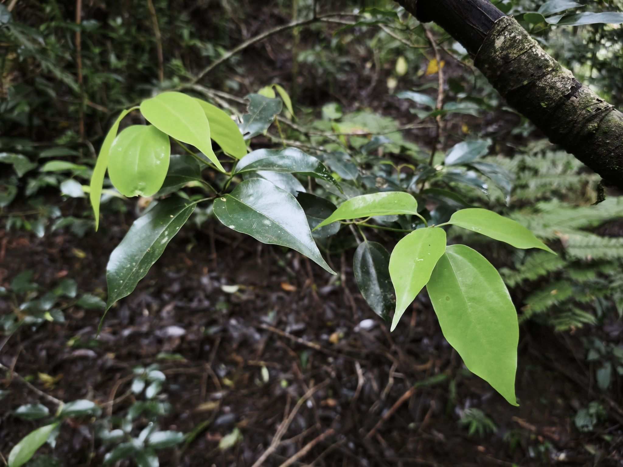 Neolitsea cassiifolia
