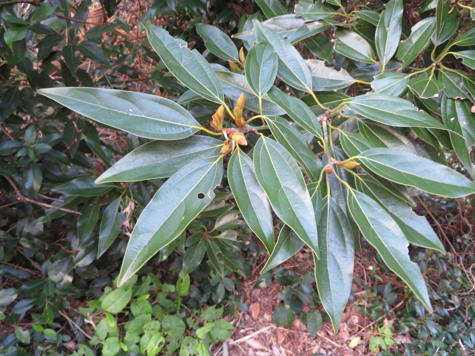 Neolitsea sericea