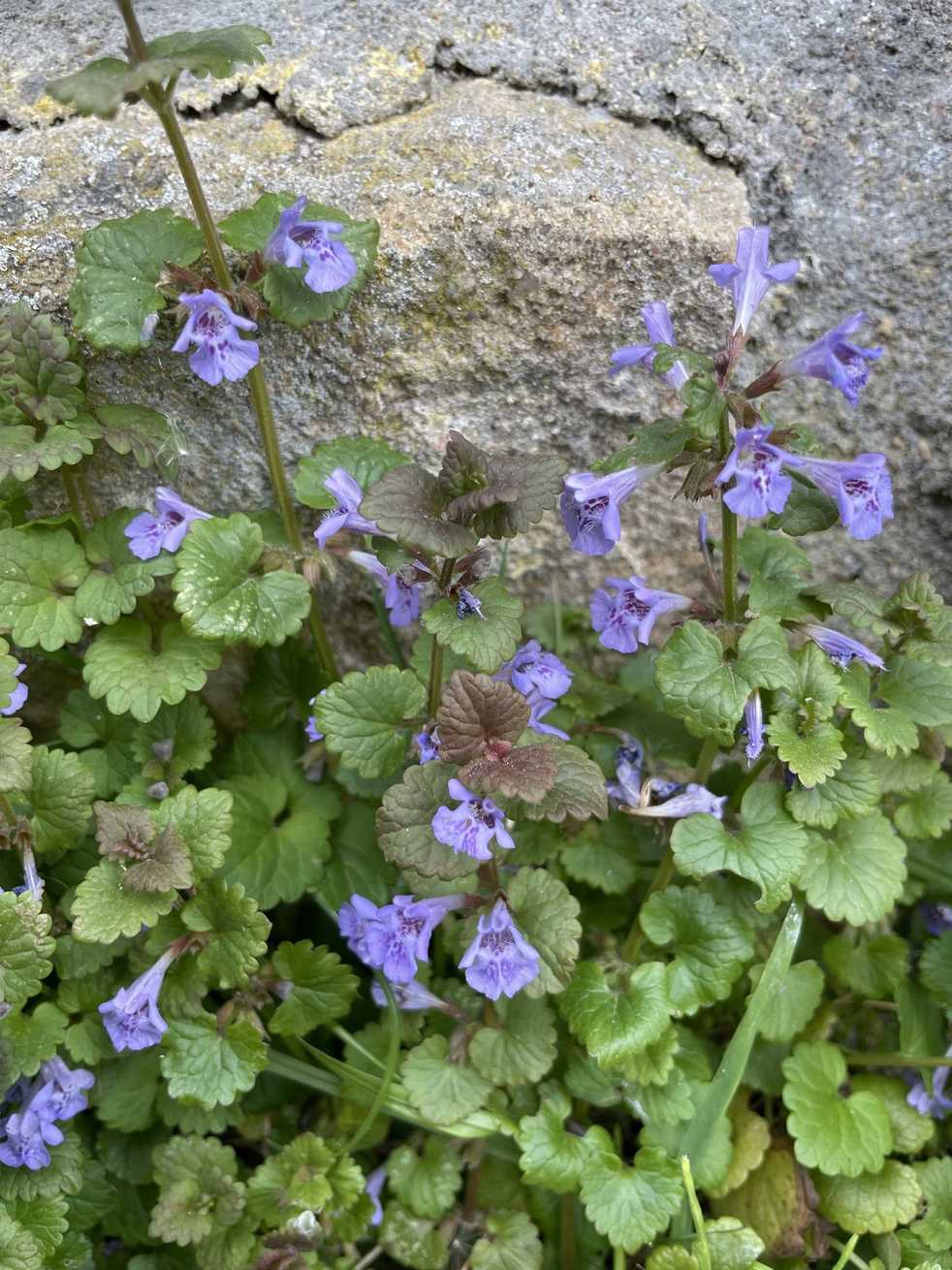 Nepeta