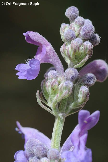 Nepeta curviflora