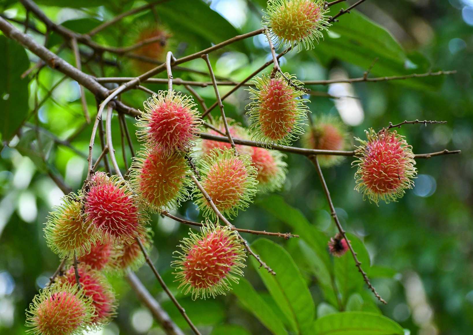 Nephelium lappaceum