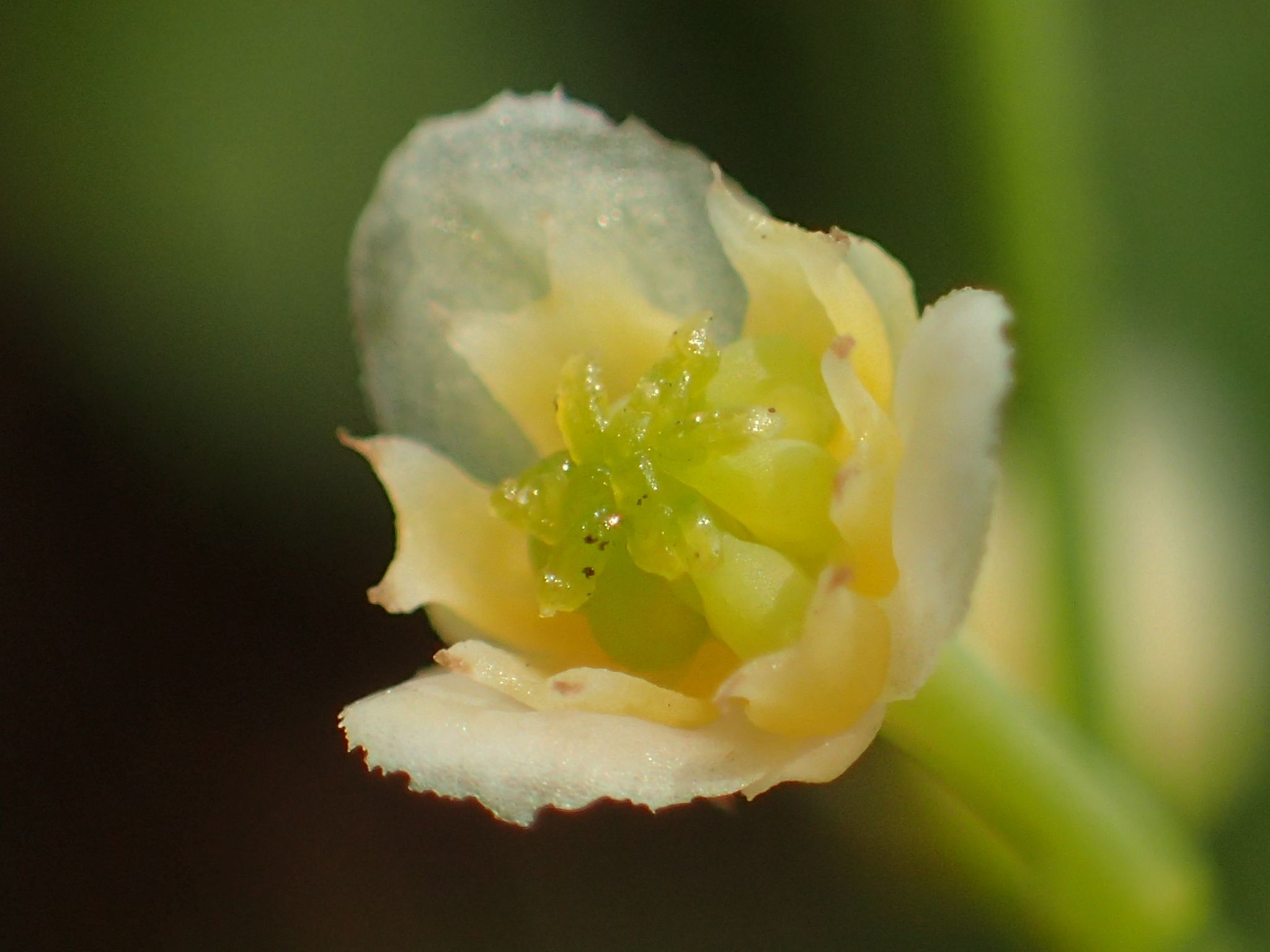 Nephroia orbiculata
